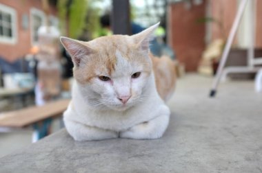 Katta uyuyan sevimli kedi 