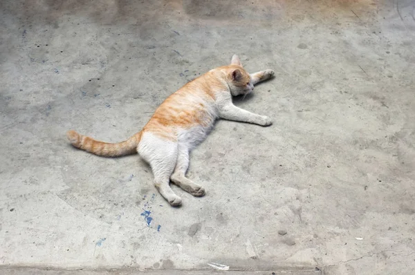 Niedliche schlafende Katze auf dem Boden — Stockfoto