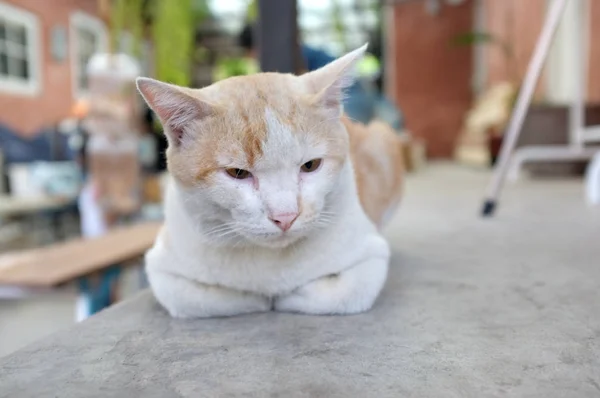 Söt sovande katt på golvet — Stockfoto