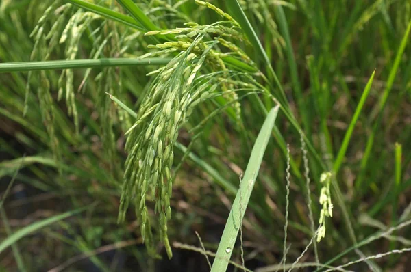 Ris i fältet väntar skörd — Stockfoto