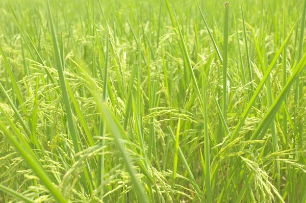 Rýže v poli Čekání na sklizeň — Stock fotografie