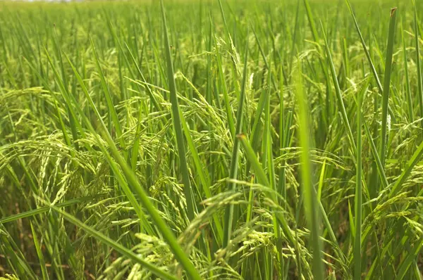 Rýže v poli Čekání na sklizeň — Stock fotografie