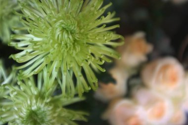 Güzel yeşil grevillea moonlight çiçek arka plan