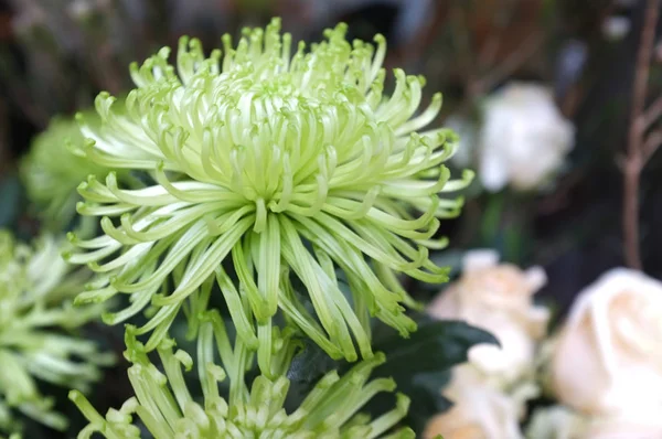 Beautiful green grevillea moonlight flowers background — Stock Photo, Image