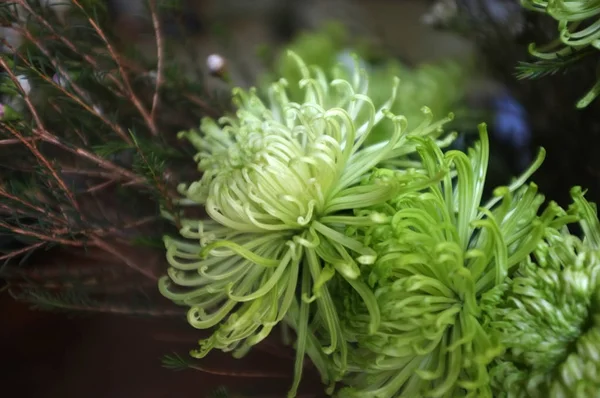 Schöne grüne grevillea Mondschein Blumen Hintergrund — Stockfoto