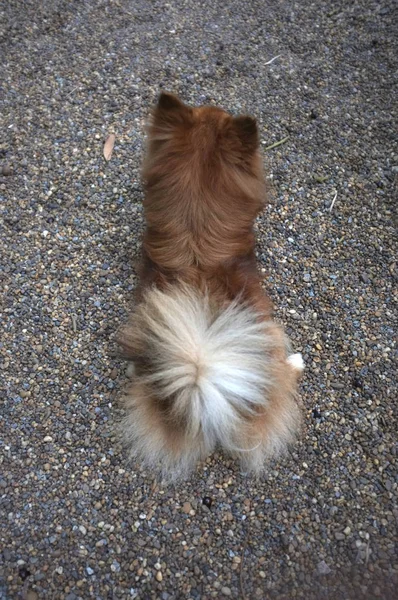 Long-haired Chihuahua hua — Stock Photo, Image