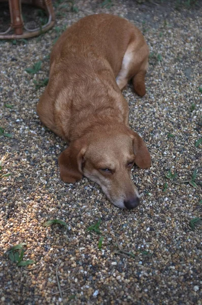 Dachshund marrón durmiendo en el suelo — Foto de Stock