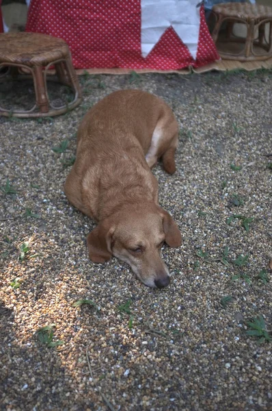 Kahverengi dachshund katta uyuyan — Stok fotoğraf