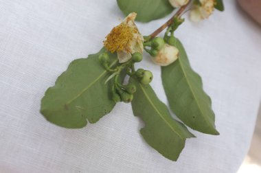 Assam çayının ağaç dalı , Tay çayı 