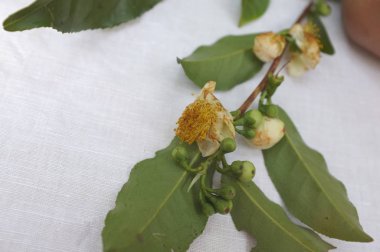 Assam çayının ağaç dalı , Tay çayı 