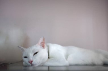 Mavi ve sarı olarak iki farklı renk gözleri ile beyaz bir kedi