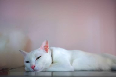 Mavi ve sarı olarak iki farklı renk gözleri ile beyaz bir kedi