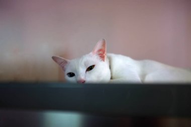 Mavi ve sarı olarak iki farklı renk gözleri ile beyaz bir kedi