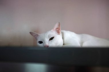 Mavi ve sarı olarak iki farklı renk gözleri ile beyaz bir kedi