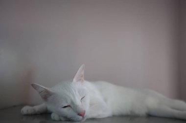 Mavi ve sarı olarak iki farklı renk gözleri ile beyaz bir kedi