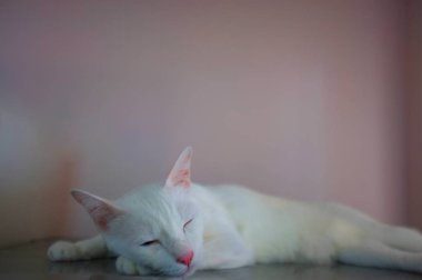 Mavi ve sarı olarak iki farklı renk gözleri ile beyaz bir kedi