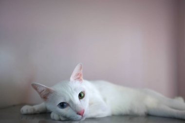 Mavi ve sarı olarak iki farklı renk gözleri ile beyaz bir kedi