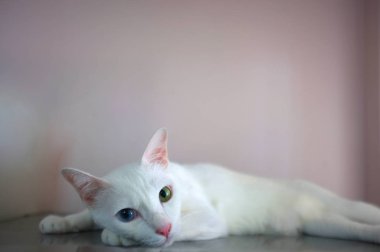 Mavi ve sarı olarak iki farklı renk gözleri ile beyaz bir kedi