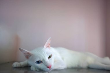 Mavi ve sarı olarak iki farklı renk gözleri ile beyaz bir kedi