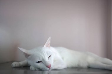 Mavi ve sarı olarak iki farklı renk gözleri ile beyaz bir kedi