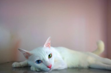 Mavi ve sarı olarak iki farklı renk gözleri ile beyaz bir kedi