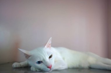 Mavi ve sarı olarak iki farklı renk gözleri ile beyaz bir kedi