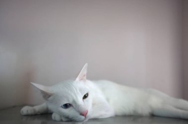 Mavi ve sarı olarak iki farklı renk gözleri ile beyaz bir kedi