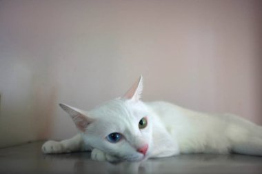 Mavi ve sarı olarak iki farklı renk gözleri ile beyaz bir kedi