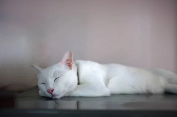 Un gato blanco con dos ojos de color diferente como azul y amarillo —  Fotos de Stock