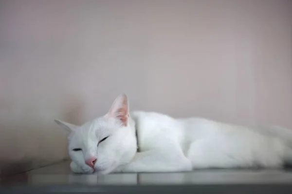 Un gato blanco con dos ojos de color diferente como azul y amarillo —  Fotos de Stock