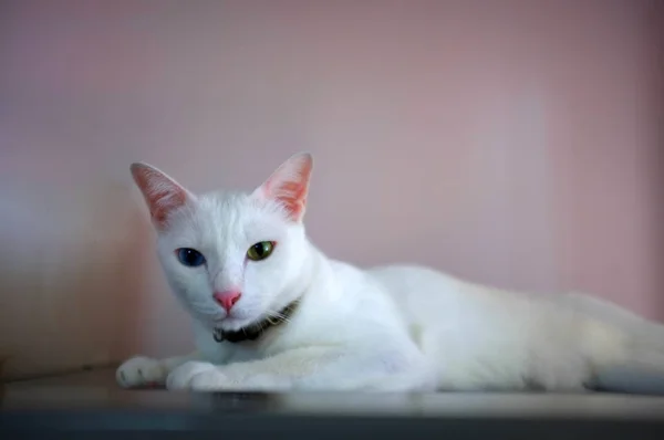 Un gato blanco con dos ojos de color diferente como azul y amarillo —  Fotos de Stock