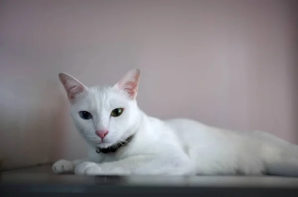 Um gato branco com dois olhos de cores diferentes como azul e amarelo — Fotografia de Stock