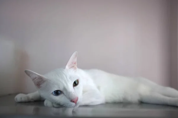 一只白猫，眼睛颜色不同，为蓝色和黄色 — 图库照片