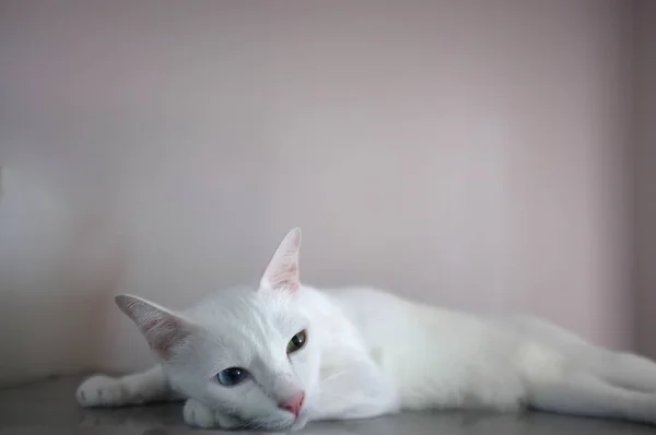 Un chat blanc avec deux yeux de couleur différente comme bleu et jaune — Photo