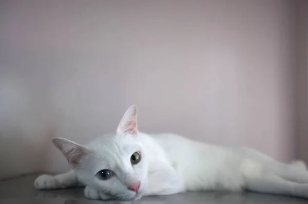 파란색과 노란색으로 서로 다른 색상의 눈을 가진 흰색 고양이 — 스톡 사진