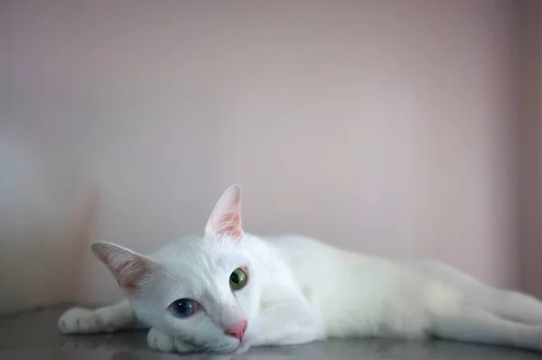 Um gato branco com dois olhos de cores diferentes como azul e amarelo — Fotografia de Stock