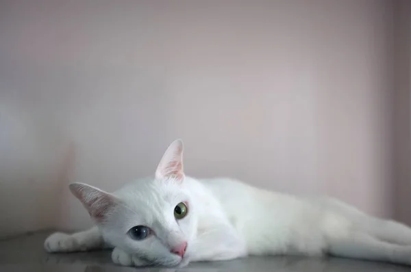 Un gato blanco con dos ojos de color diferente como azul y amarillo —  Fotos de Stock