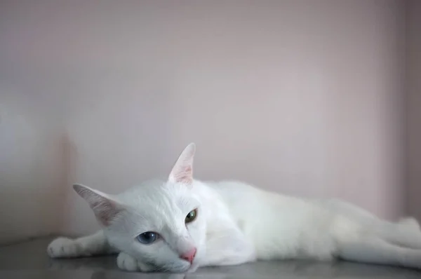 En vit katt med två olika färg ögon som blått och gult — Stockfoto