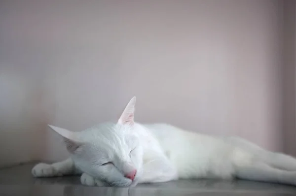 Un gato blanco con dos ojos de color diferente como azul y amarillo —  Fotos de Stock