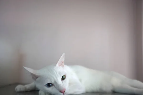 Um gato branco com dois olhos de cores diferentes como azul e amarelo — Fotografia de Stock