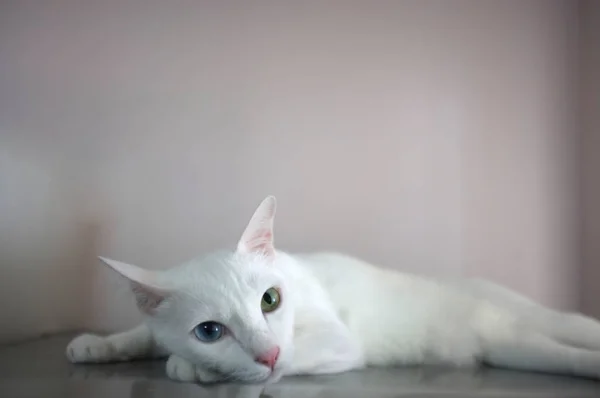 En vit katt med två olika färg ögon som blått och gult — Stockfoto