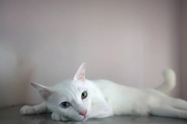 Eine weiße Katze mit zwei Augen unterschiedlicher Farbe wie blau und gelb — Stockfoto