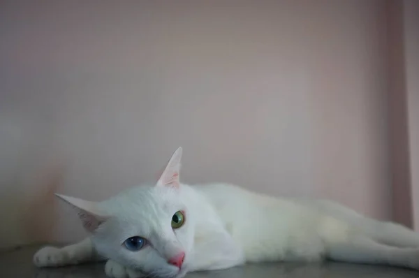 Um gato branco com dois olhos de cores diferentes como azul e amarelo — Fotografia de Stock