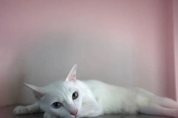 O pisică albă cu doi ochi de culoare diferiți ca albastru și galben — Fotografie, imagine de stoc