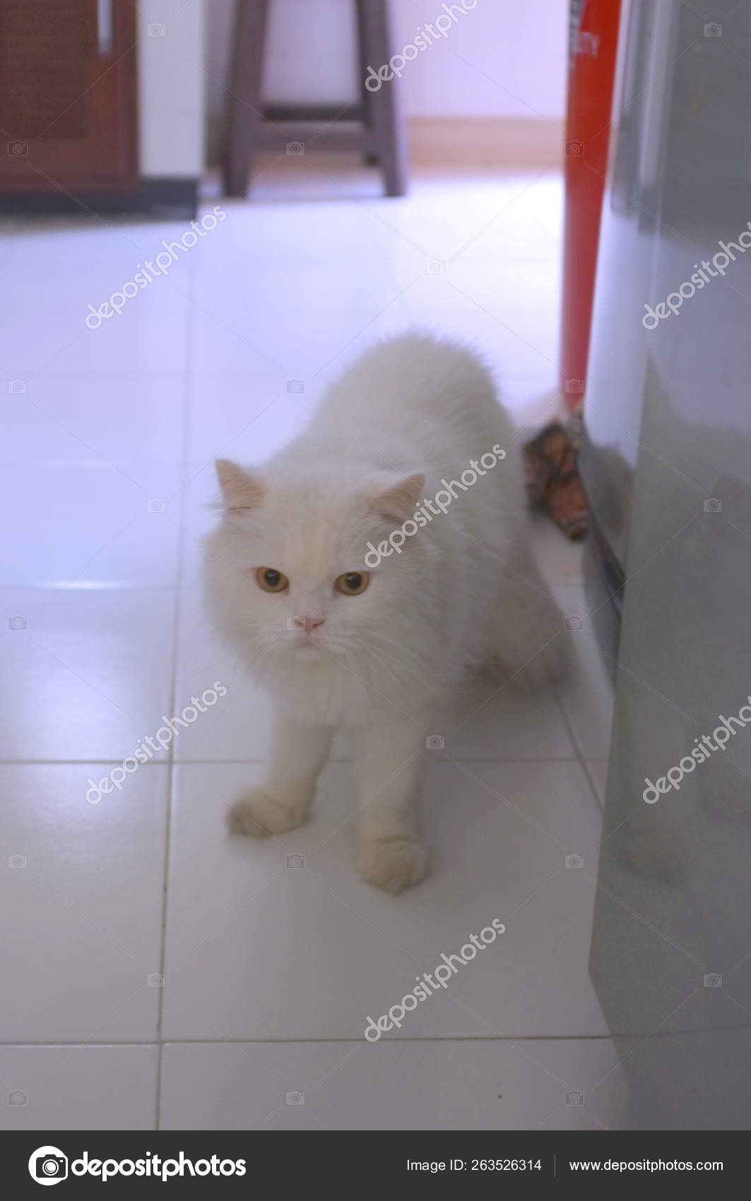 White Persian Cats On The Floor Stock Photo C Hepjam Hotmail Com