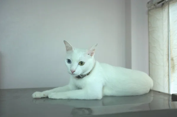 파란색과 노란색 수면과 같은 두 개의 다른 색깔의 눈을 가진 흰 고양이 — 스톡 사진