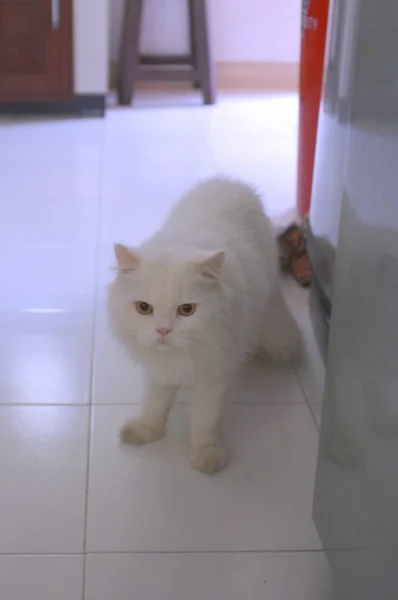 Kucing Persia Putih di lantai — Stok Foto