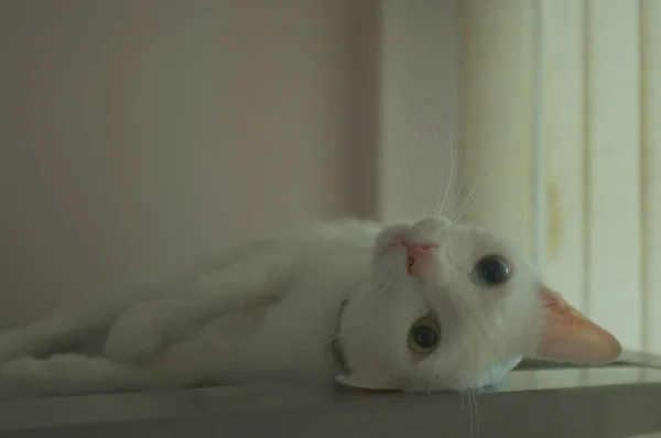 Un gato blanco con dos ojos de color diferente como el sueño azul y amarillo — Foto de Stock
