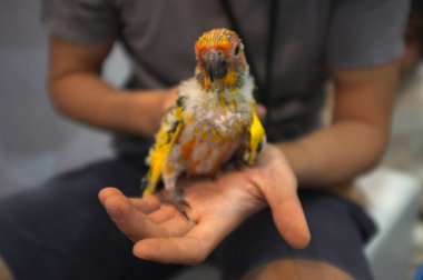Güzel yeşil papağan civciv tutan insan el in çekim yakın