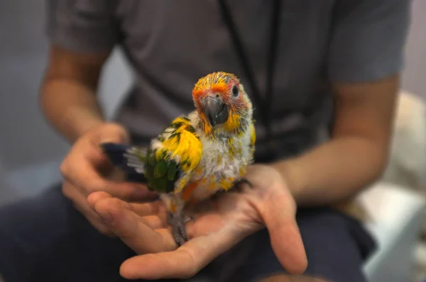 Güzel yeşil papağan civciv tutan insan el in çekim yakın — Stok fotoğraf